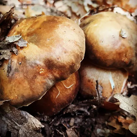 Golemi Kamik 农家乐 *