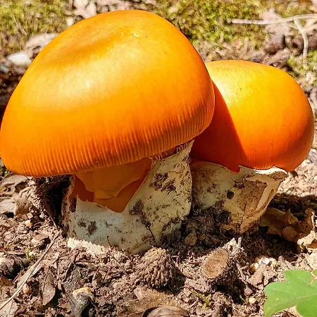 Golemi Kamik בית חווה