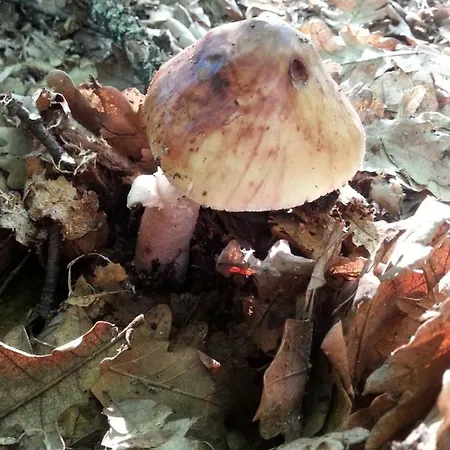 Golemi Kamik 农家乐 *